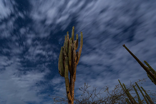 Cactus under the stars, Tatacoa