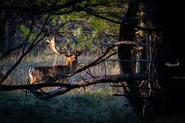 Cerfs dans les dunes sur Patricia Van Roosmalen