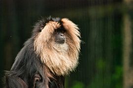 Bearded monkey sees some by Natuurpracht   Kees Doornenbal