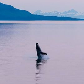 Baleine à bosse dans le soleil de minuit