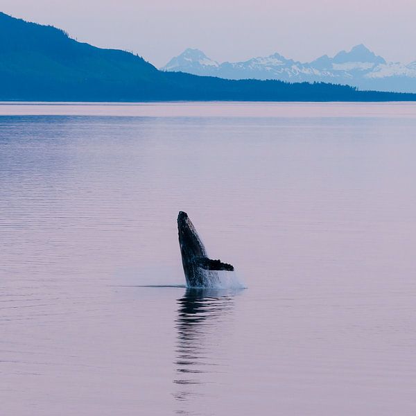 Humpback whale in the midnight sun by Denis Feiner