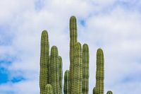Castus