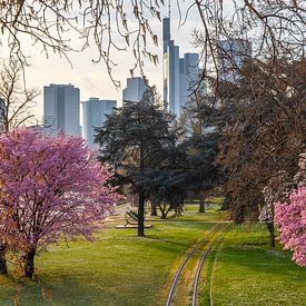 Arbre à fleurs d'amandier sur le Main à Francfort devant la ligne d'horizon sur Fotos by Jan Wehnert