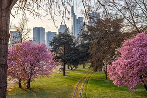 Mandel Blüten Baum am Main in Frankfurt vor der Skyline