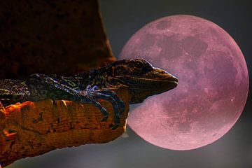 Paruline bleue arboricole avec lune de sang sur Dieter Fischer