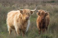 Schotse Hooglanders.