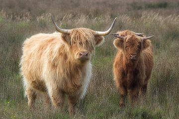 Schotse Hooglanders. van Hans Buls Photography