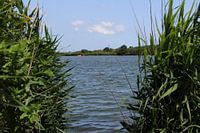 Blick in die Bernisse auf Voorne-Putten