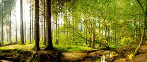 Beautiful forest van Günter Albers