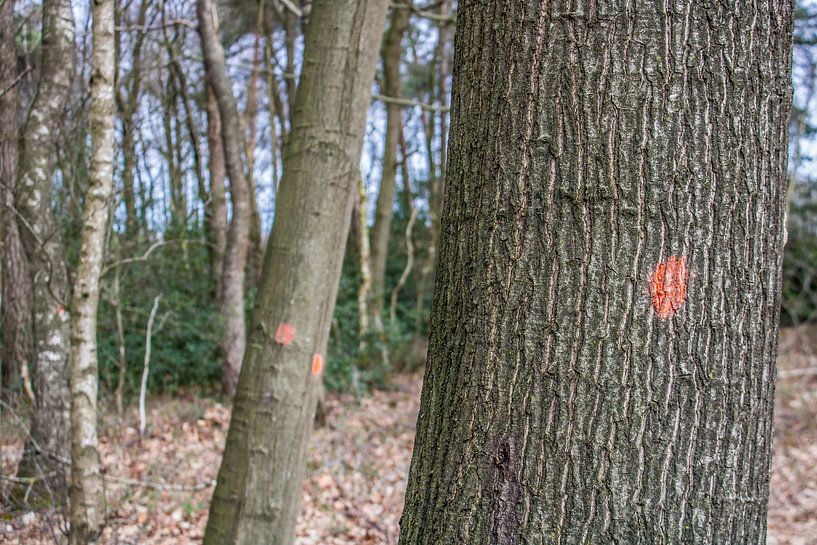 Gebleste bomen in een bos von Ortsdrucke