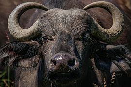 Buffle d'Afrique sur Bart Hendriks