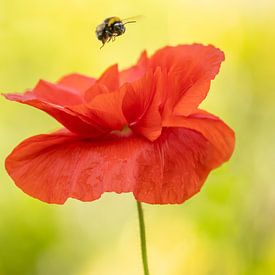 Poppy with the common ground bumblebee by Tanja van Beuningen