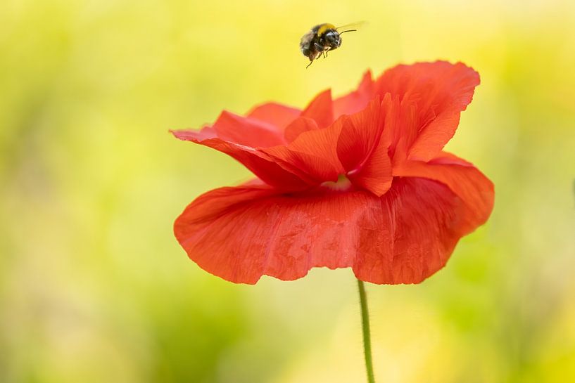 Klaproos met vliegende gewone aardhommel van Tanja van Beuningen