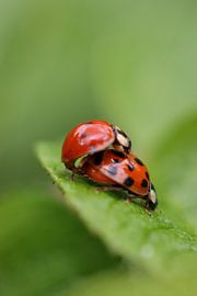 L'amour dans le monde macro sur Mootjes