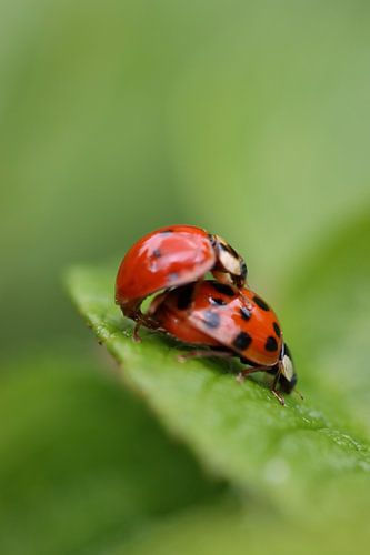 Liebe in der Makrowelt