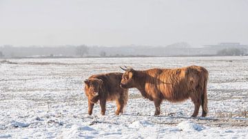 Scottish Highlander with calf in the snow