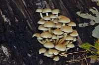 Mushrooms on trunk