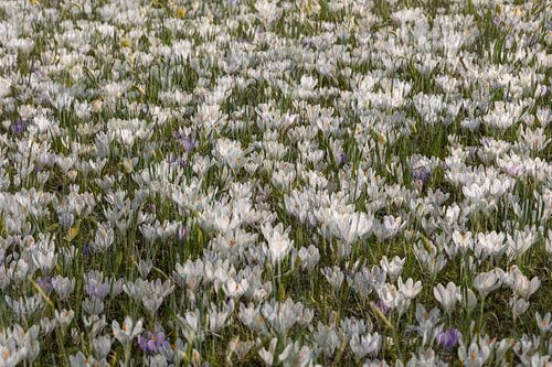 Een veld met krokussen, double exposure.