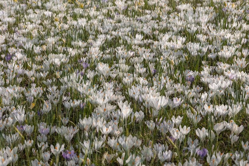 A field of crocuses, double exposure. by Janny Beimers