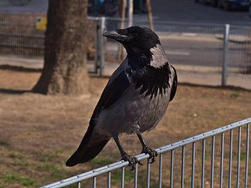 Raven crow on the fence, Vienna by Timon Schneider