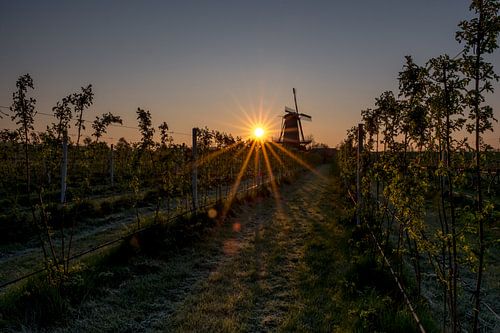 Molen Varik bij zonsopkomst