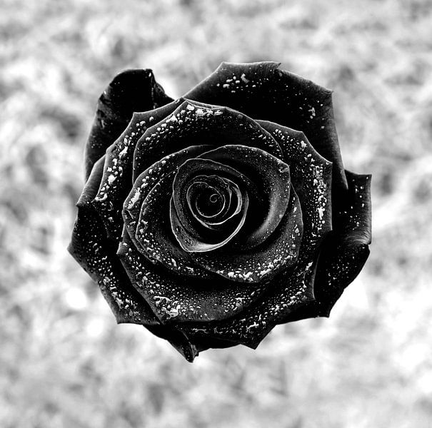 Black Rose von Volker Banken