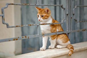 Kleine niedliche Katze