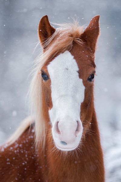 Pferdeporträt im Winter von Daniela Beyer