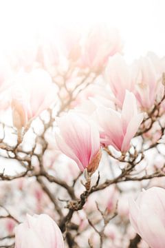 Magnolia