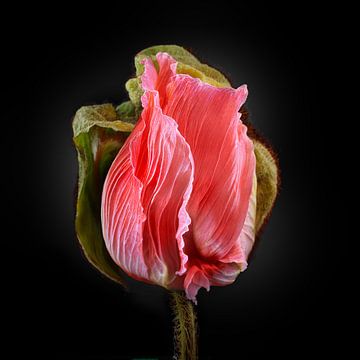Poppies Escape No 07 van Jo van den Berg