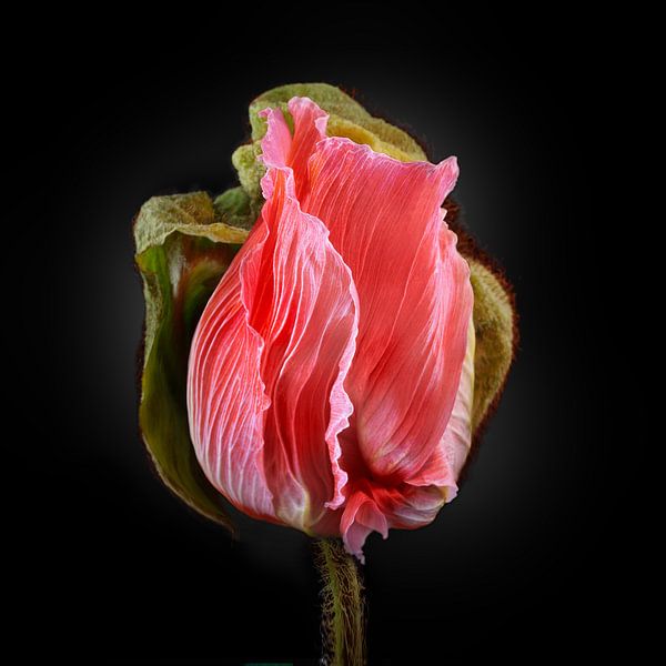Poppies Escape No 07 by Jo van den Berg