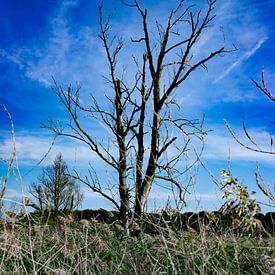 Oostvaardersplassen sur Jan-Willem Kokhuis