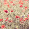 Coquelicots sur Niels Barto