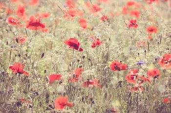 Coquelicots