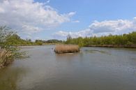 Biesbosch nationaal park van Hans Janssen thumbnail