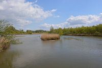 Biesbosch national park