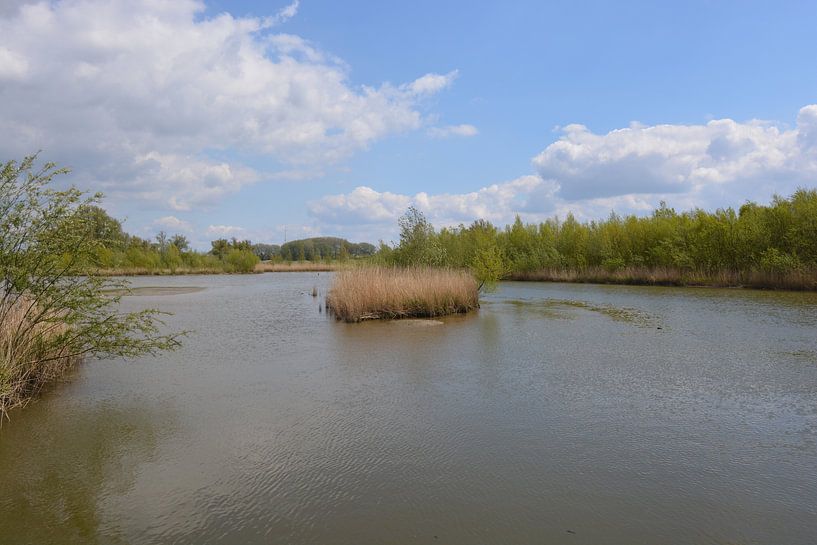 Biesbosch nationaal park van Hans Janssen