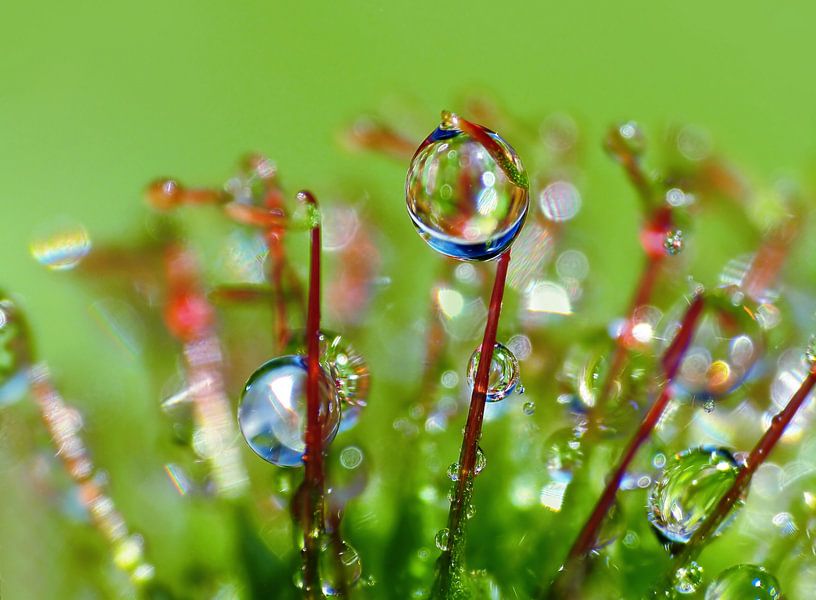 Fiesta del Agua (Wasserfest mit Klette) von Caroline Lichthart