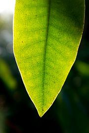Detail photo of a green leaf with veins. Botanical art by Karijn | Fine art Natuur en Reis Fotografie