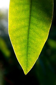 Detail foto van een groenblad met nerven. Botanische kunst