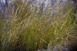 Marram grass in the dunes on Langeoog by Karl-Heinz Petersitzke