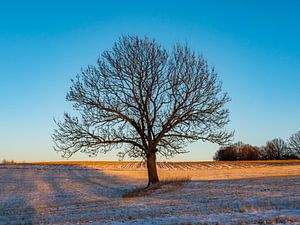 Landschap met boom en zonsopgang van Animaflora PicsStock