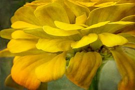 Artistieke macrofotografie van goudgele zinnia-bloemblaadjes met een zachte, fluweelachtige textuur van Artistic