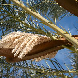 Flowering date palm in spring by Adriana Mueller