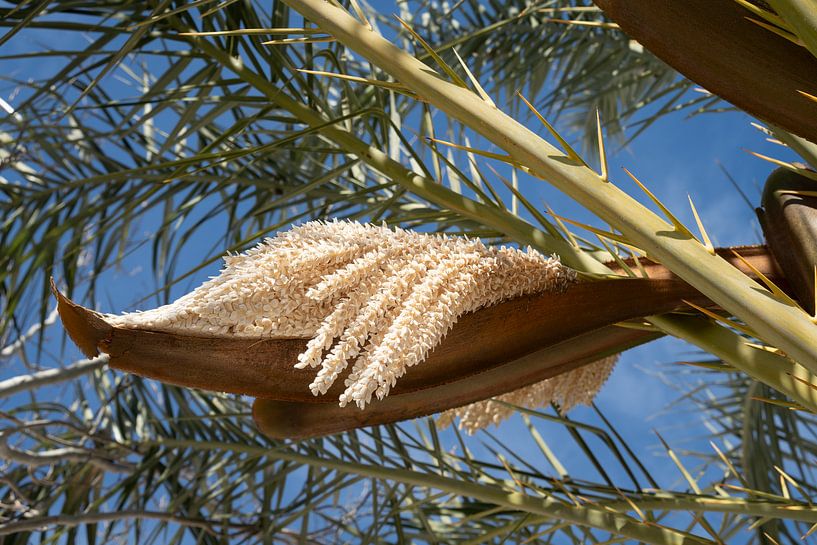 Blühende Dattelpalme im Frühling von Adriana Mueller