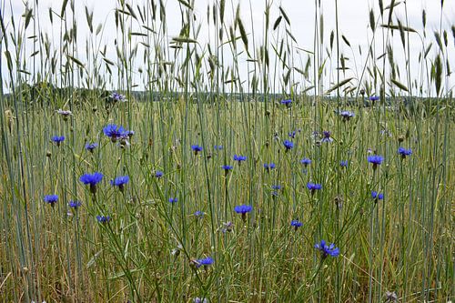 Korenbloemen