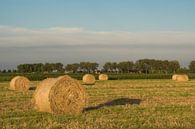 Hay rolls in the beautiful evening light by Moetwil en van Dijk - Fotografie thumbnail