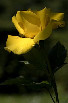 une rose jaune sur un fond vert flou sur W J Kok