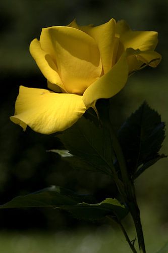 a yellow rose with a hazy green background
