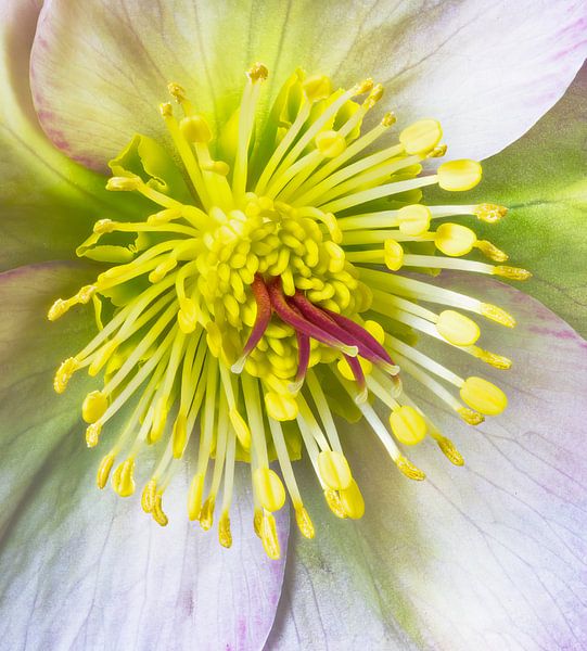 Macro van de bloem van een leznroosje van ManfredFotos